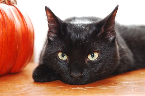 Halloween Protecting Your Black Cats Halloween Names For Cats