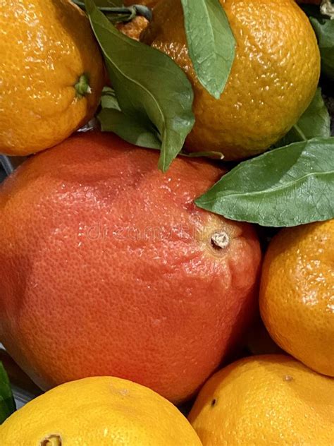 Citrus Fruit Grapefruit Mandarin Orange Lemon Tangerine Stock Photo