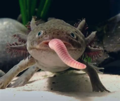 Can You Feed Axolotls Earthworms From The Garden