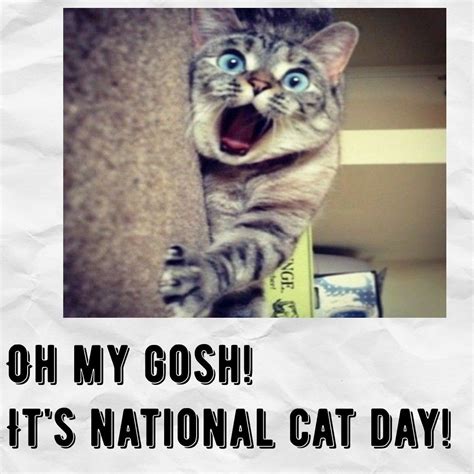 Pin By Chris Johnson On Cats Cats Cats National Cat National Cat Day