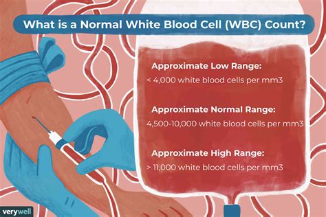 Normal White Blood Cell (WBC) Count