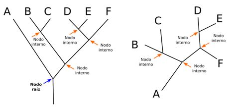Evolución El árbol De La Vida Interpretación Web De Evolución De La