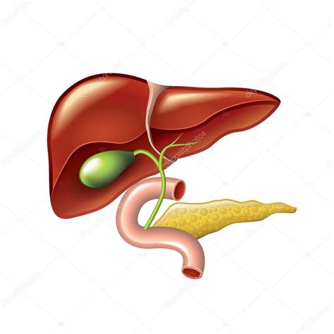 Human Liver Gallbladder Pancreas Anatomy Vector Stock Vector Image By