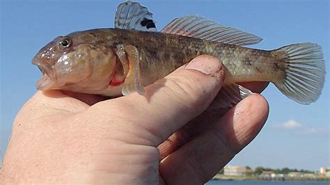 Invasive Round Gobies May Be Poised To Decimate Endangered French Creek