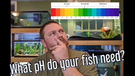 Aquarium Ph How To Raise And Lower Ph And Do You Need To Youtube