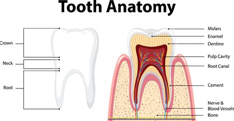 Infographic Of Human In Dental Science Tooth Anatomy 7700359 Vector Art