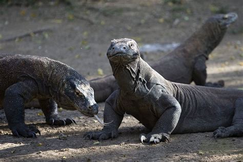Lindonésie Ferme Lîle De Komodo Pour Protéger Les Dragons Voyage