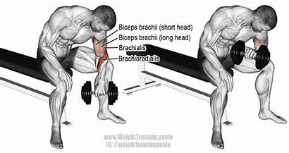 Curl Concentration Dumbbell Reverse Grip Biceps Guide