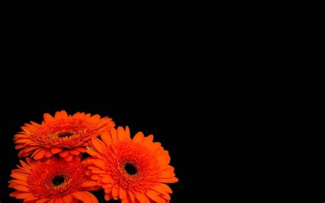 See more ideas about flower background wallpaper, instagram background, framed wallpaper. Flowers on Black Background Wallpaper - WallpaperSafari
