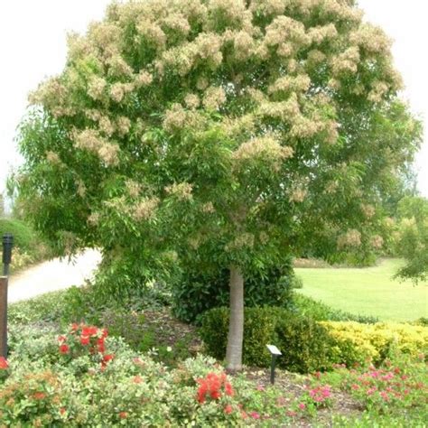 Fraxinus Griffithii Evergreen Ash Street Trees Evergreen Flowers