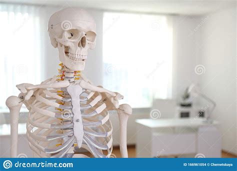Human Skeleton Model In Orthopedist`s Office Stock Photo Image Of