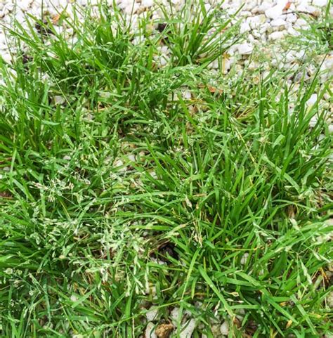 Annual Meadow Grass