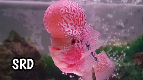 #louhan #indonesia lohan srd ori free marking. LOUHAN SRD//BIAUTIFULL FISH AQUASCAPE - YouTube