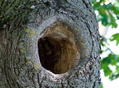 Loggers make a strange discovery In The Middle Of A Hollow Tree - HealthZap