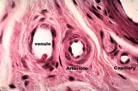 Venule Arteriole Capillary Scientific Poster Colour Images