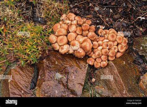 Garden Tree With Honey Fungus Hi Res Stock Photography And Images Alamy