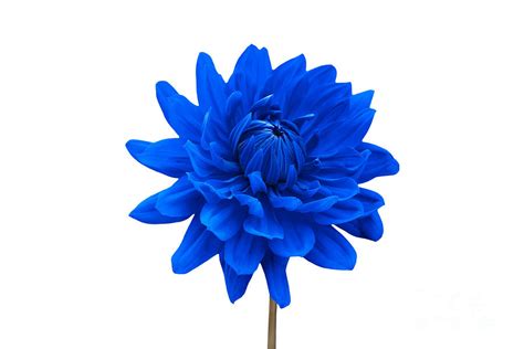 Blue Dahlia Flower Against White Background By Natalie Kinnear