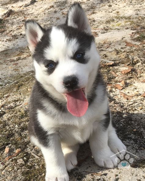 High breeding standards · call us 7 days a week Husky Cute Puppies For Sale Near Me