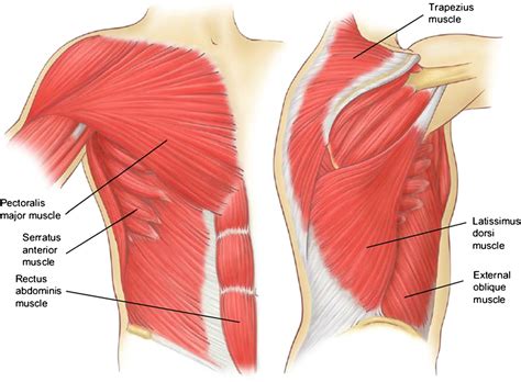 Figure 7 From Relevant Surgical Anatomy Of The Chest Wall Semantic