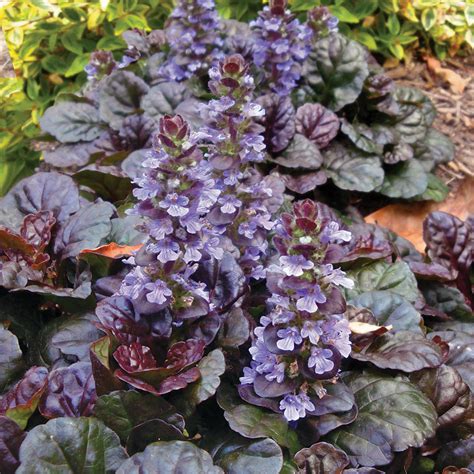 Black Scallop Bugleweed For Sale At Wayside