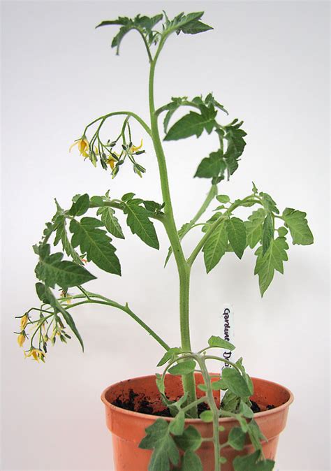 New Tomato Plants From Cuttings