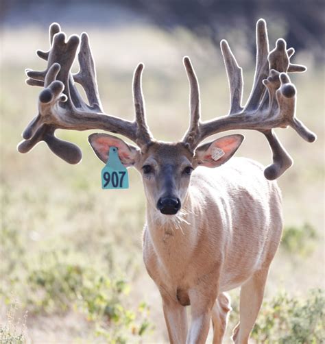 Octane Texas Breeder Buck Summit Whitetails And Exotics