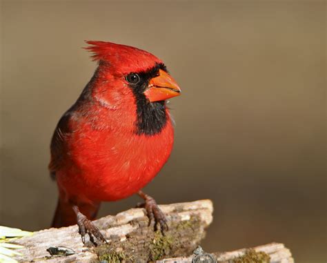 Male Northern Cardinal Portrait Free Stock Photo Public Domain Pictures