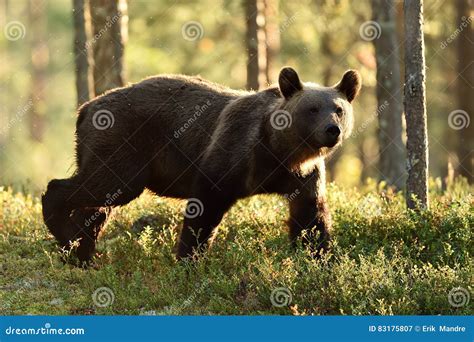 Backlit Brown Bear Brown Bear Walking In Backlit At Summer Stock Image