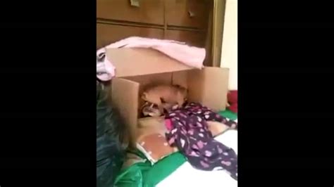 Dogs Caught Having Sex Spanish Voice Over Version Mexicangueys