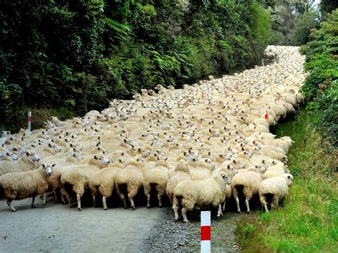 Theres So Many Sheep Here You Could Walk On Them The Independent
