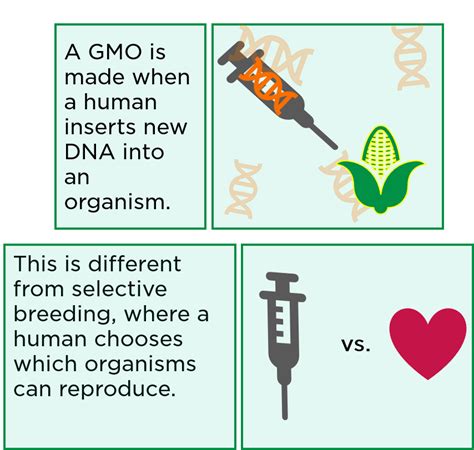Gmo Genetically Modified Organisms — Meaning And Examples Expii