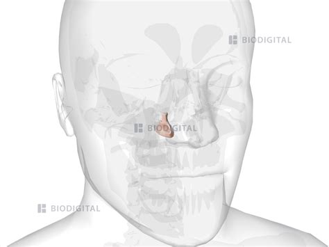 Right Inferior Nasal Concha Biodigital Anatomy