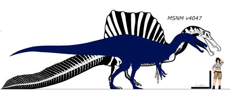 Spinosaurus And Suchomimus Size Comparison By Falcon9 Two Very Based