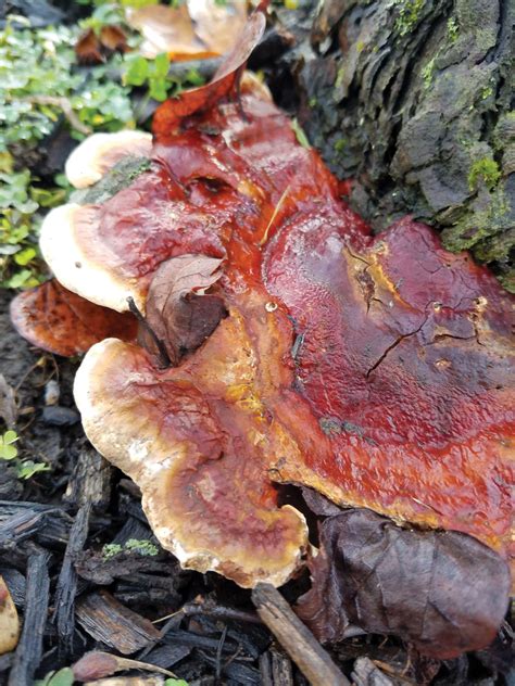 Identifying Wood Decay Fungi Tree Care Industry Magazine