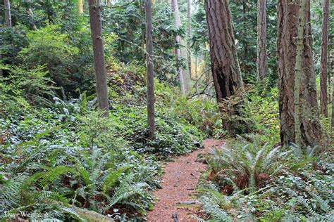 Pacific Northwest Forest Wallpapers Top Free Pacific Northwest Forest