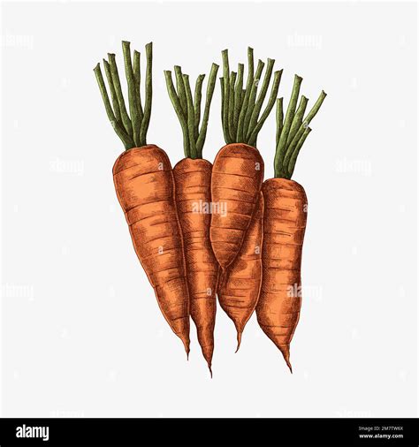 Fresh Organic Carrots Drawing Vector Stock Vector Image And Art Alamy