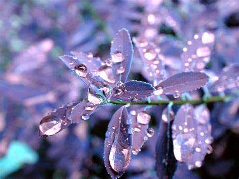 Purple Raindrops by BrainTofu on DeviantArt