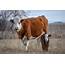Simmental Cow Calf Pair Photograph By Riley Bradford