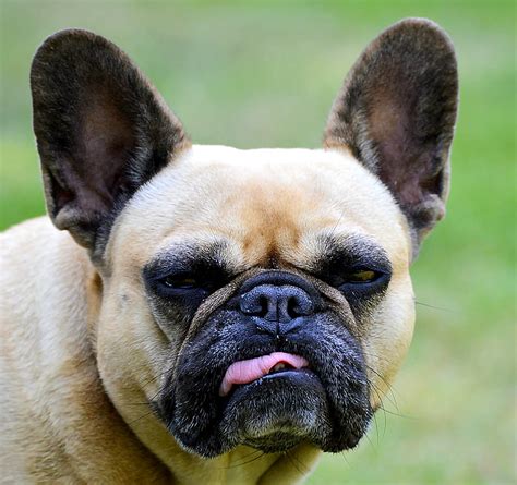 Royalty Free Photo Close Up Photo Of Adult Fawn French Bulldog Pickpik