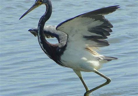 Tricolored Heron Profile Traits Facts Call Diet Breeding