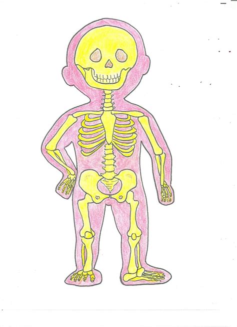 Esqueleto Cuerpo Humano Para Niños Imagui