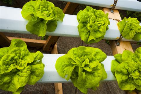 Hydroponic Lettuce Growing Grozinegrozine