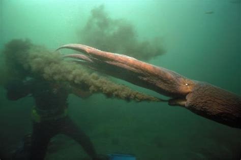 Giant Pacific Octopus Squirting Ink At Diver British Columbia Canada