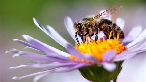 Datcp Celebrate National Pollinator Week By Inviting Pollinators To