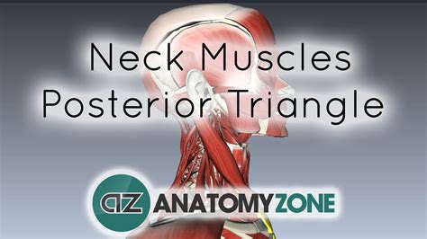 Learn about the organs and body parts. Muscles of the Neck - Posterior Triangle, Prevertebral and ...