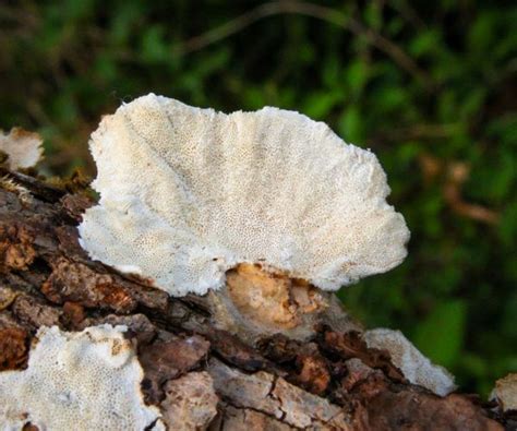turkey tail mushroom identification unveiling the secrets of this