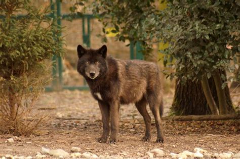 Timberwolf Foto And Bild Tiere Zoo Wildpark And Falknerei Säugetiere