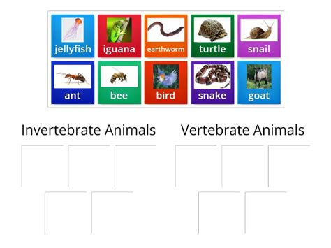 Vertebrate And Invertebrate Animals Group Sort