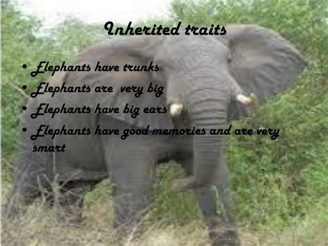 Ppt African Elephants Powerpoint Presentation Free Download Id7012380