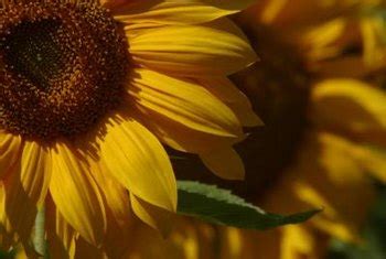 Flowers, such as roses or lilies, have both male and female parts called perfects. some flowers, such as those found on cucumbers or melons, have all male or all female parts but not a combination of both. Male & Female Parts of the Sunflower Plant | Home Guides ...